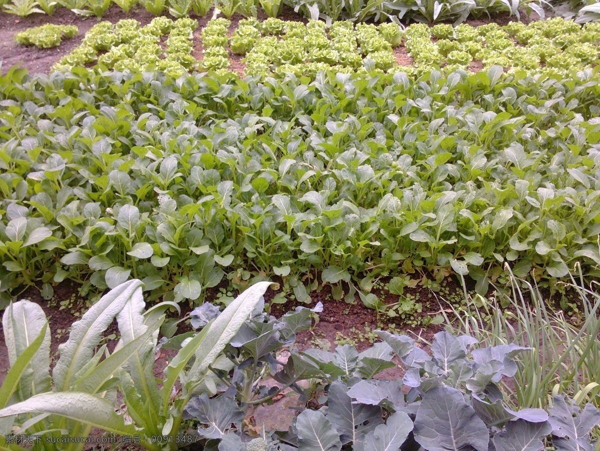 生菜 蔬菜免费下载 菜园 湖光山色 旅游摄影 青菜 蔬菜 自然风景 菜心 田园景观 风景 生活 旅游餐饮