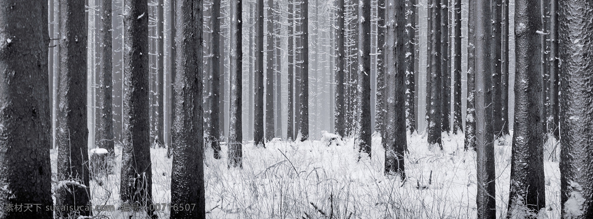 树林 冬季 雪景 背景 banner 黑色