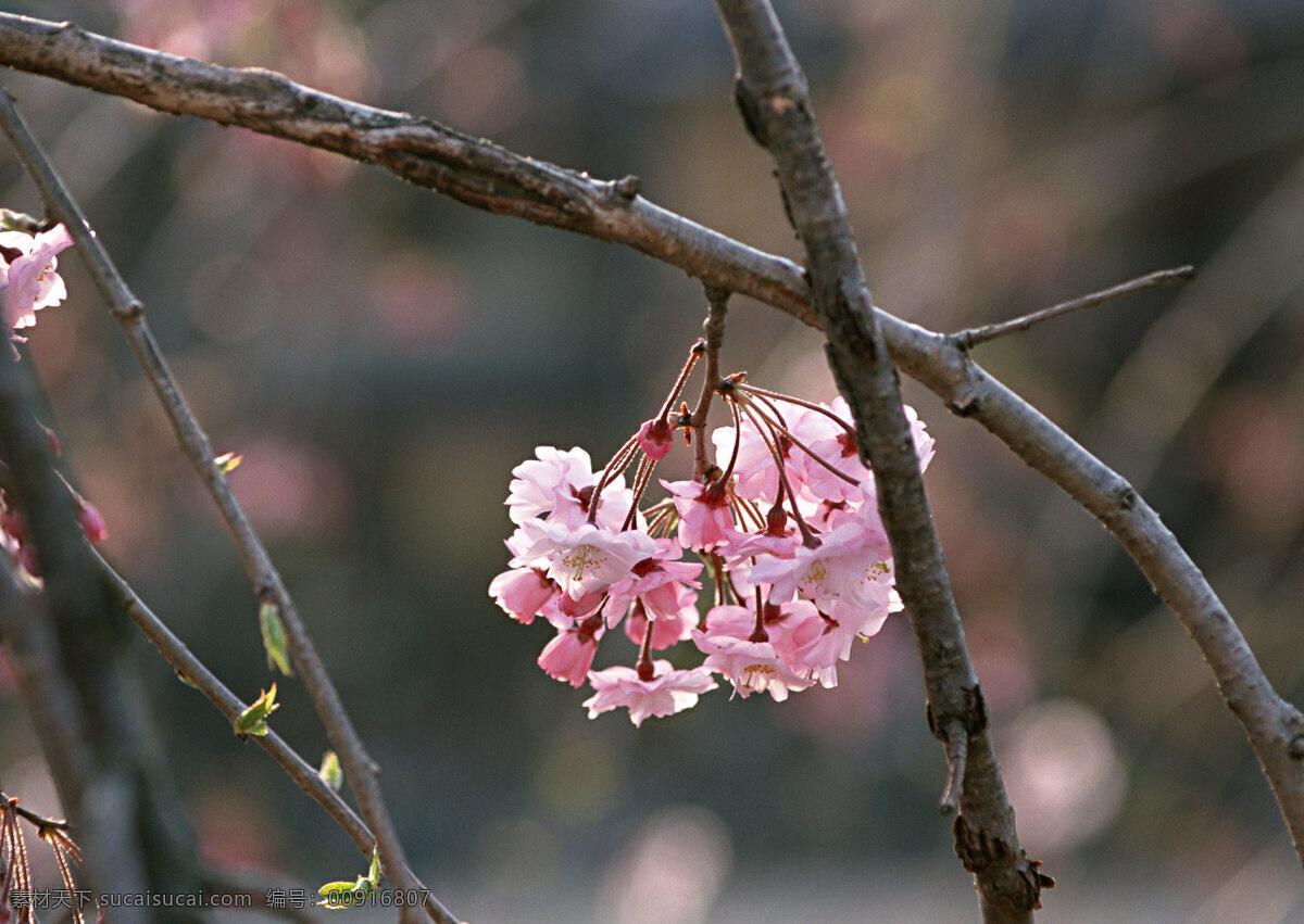 岛国 节日 岛国节日 风景 树枝 樱花 植物 节日素材 其他节日
