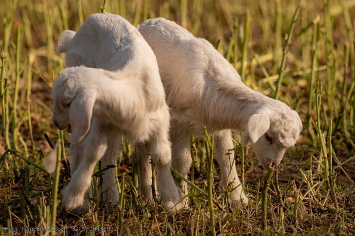 羊 山羊 小羊 动物 草地 宠物动物 生物世界 家禽家畜