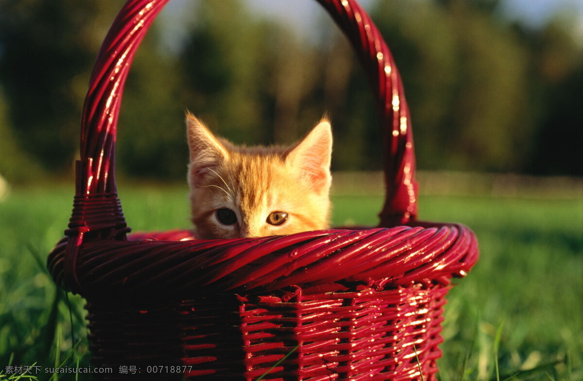 竹篮 里 可爱 小 猫咪 高清 萌宠 宠物 小猫咪