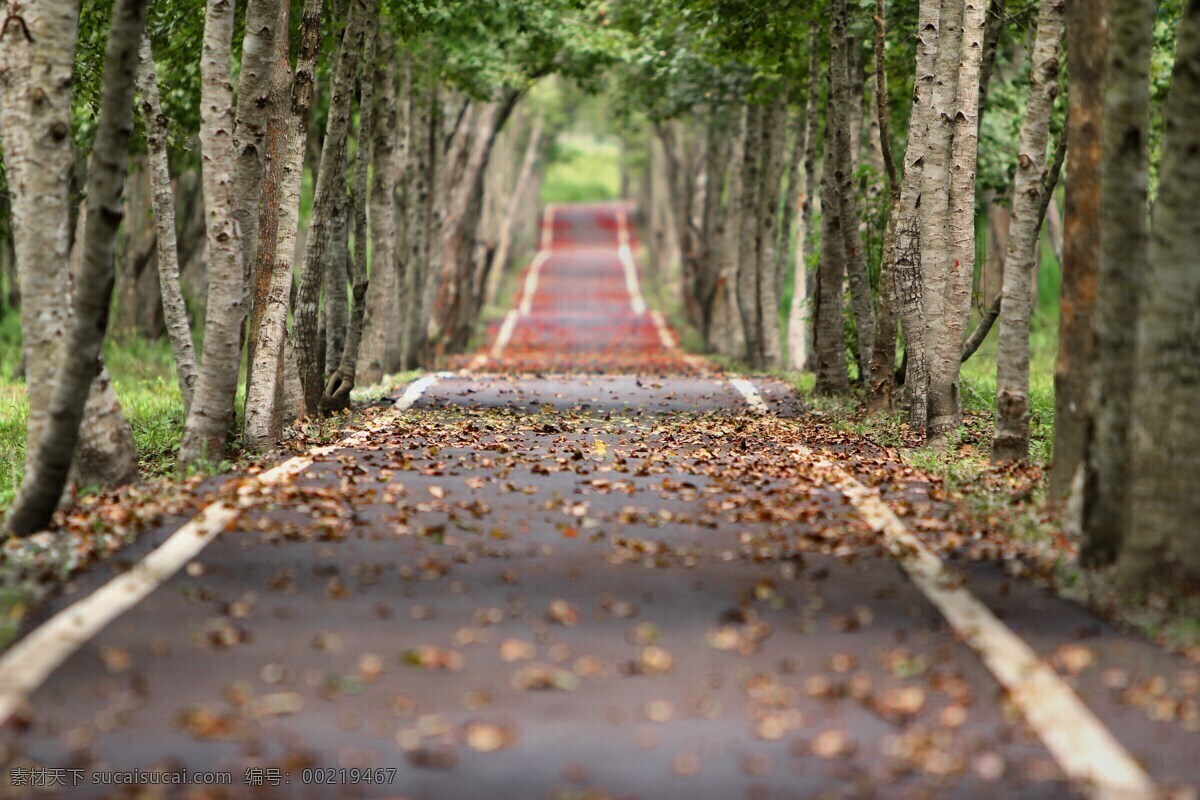 树林小路风景 树林 小路 风景 落叶 叶子 树 风景画 自然美景 路 共享图 自然景观 自然风景