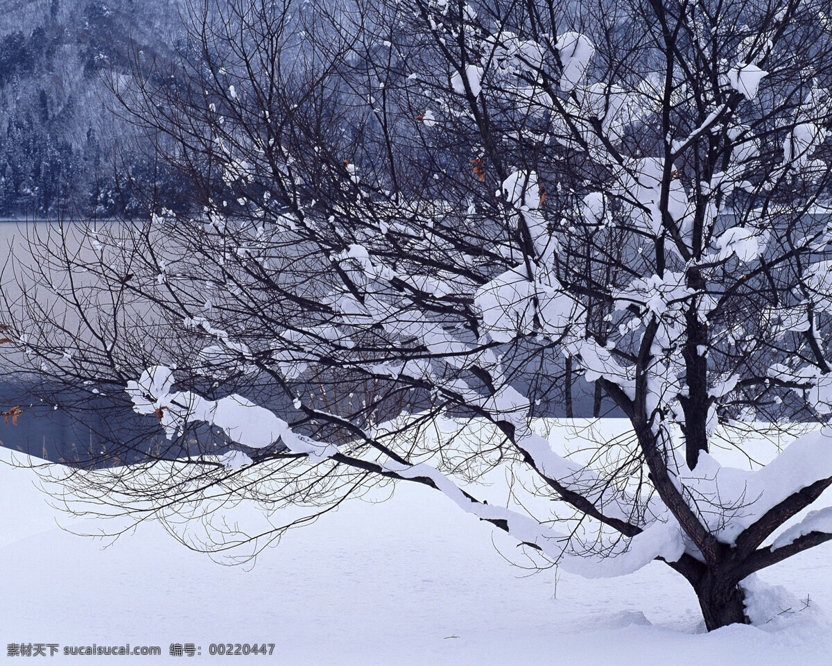 冬天 雪景 背景 冬天雪景 风光 风景 季节 摄影图库 自然 自然风景 自然景观 生活 旅游餐饮