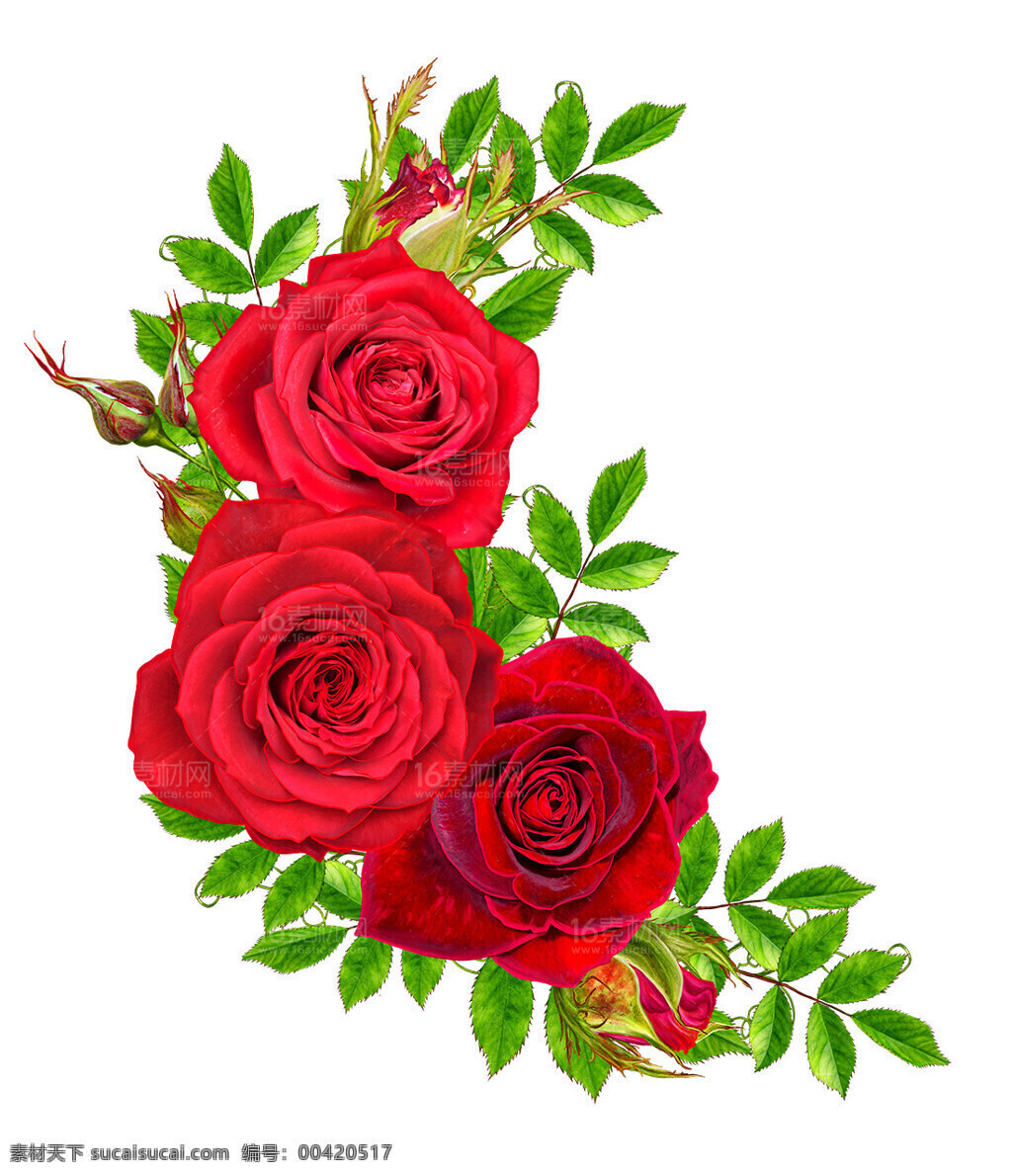 玫瑰花朵 花卉 玫瑰 红色玫瑰 情人 爱情 情侣 鲜花 花朵 红玫瑰 红花朵 鲜花图片 鲜花素材 鲜花店铺 礼物 植物 盆栽 夏天 自然
