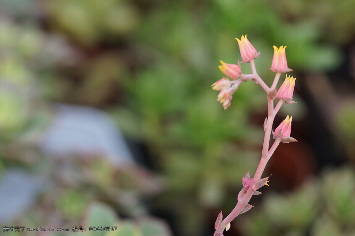 高清多肉花剑 多肉开花 多肉花剑 花箭 粉色花 电脑桌面 高清 特写 微距 花开荼蘼 生物世界 花草