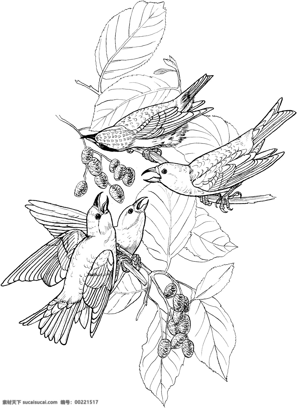 鸟类素描 动物素描 动物手绘画 设计素材 动物专辑 素描速写 书画美术 白色