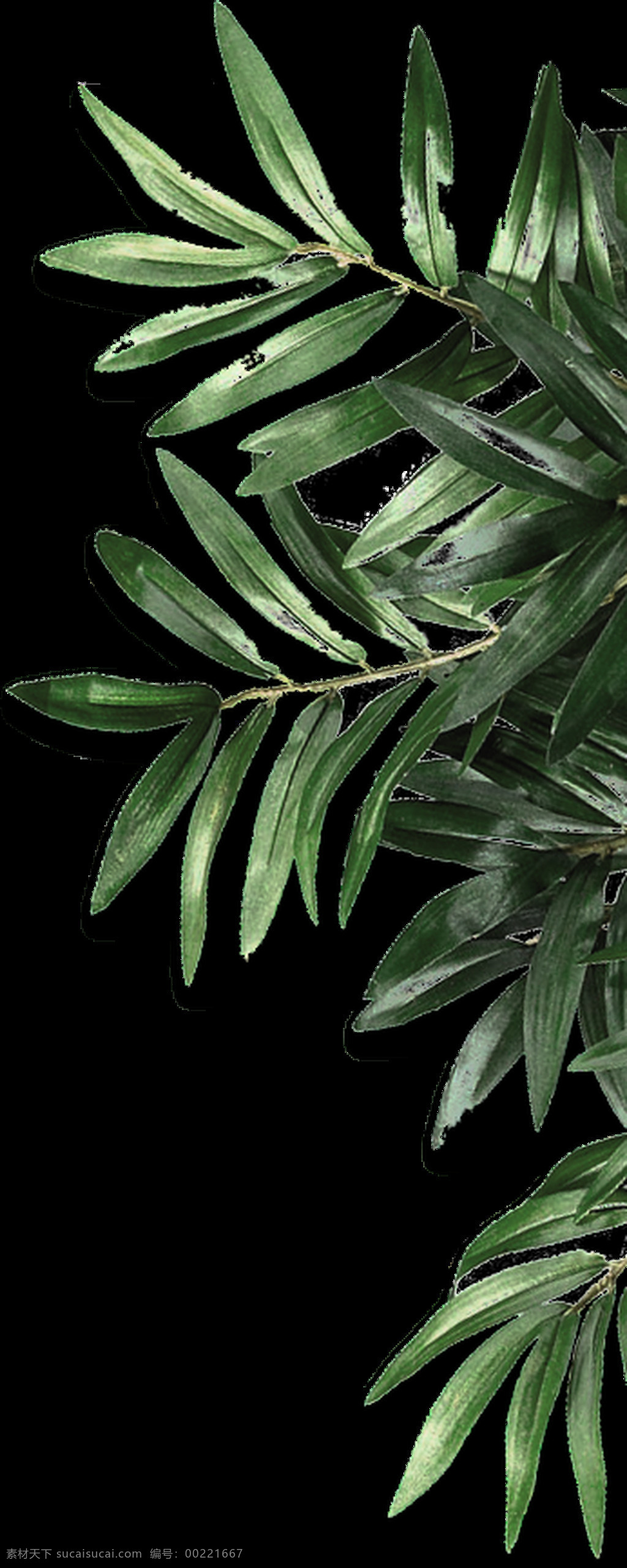 反光 树叶 透明 植物 绿叶 免扣素材 树枝 透明素材 叶子 装饰图片