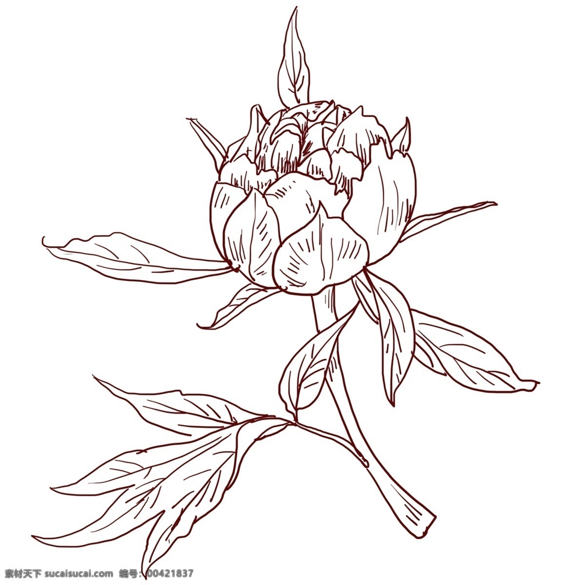 线描 鲜花 花枝 插画 线描花卉花朵 手绘花朵插画 漂亮的花枝 植物花卉 花枝叶子 线描花朵插画