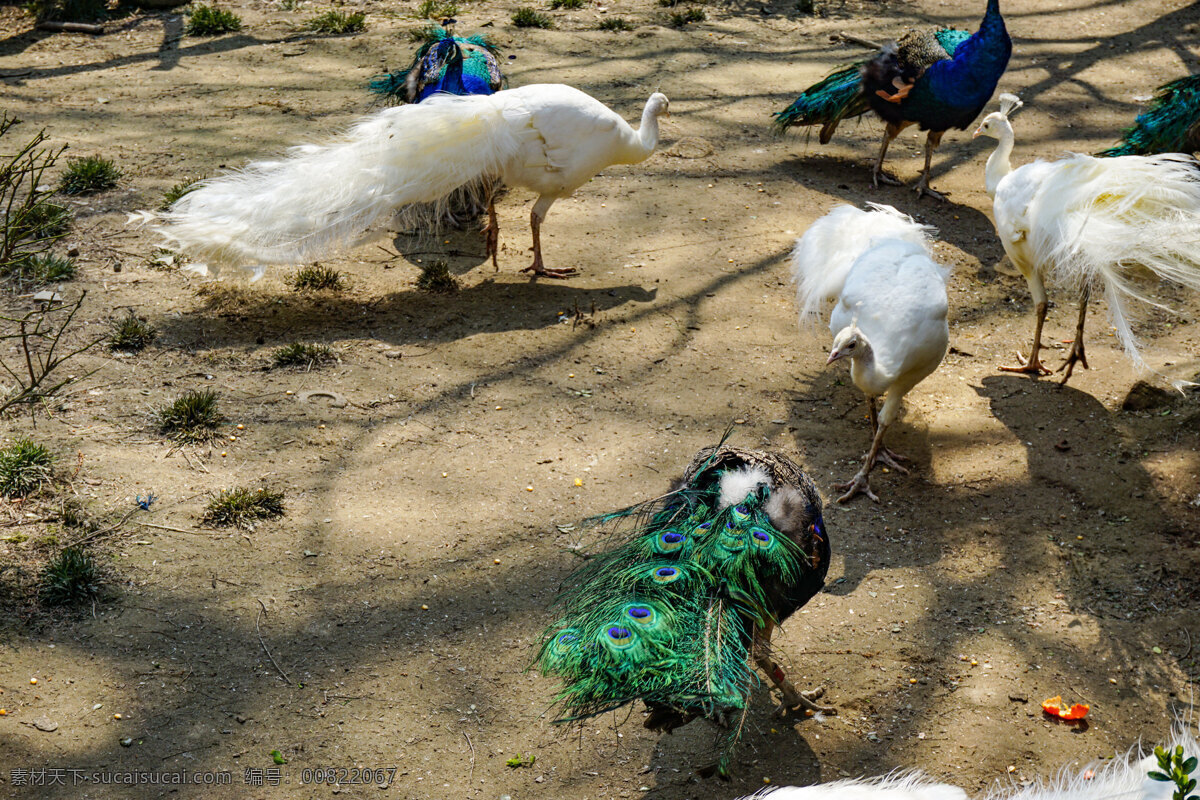 动物园 里面 一群 漂亮 孔雀 动物 鸟类 白色孔雀 绿色孔雀 鸟 漂亮的孔雀 千库原创