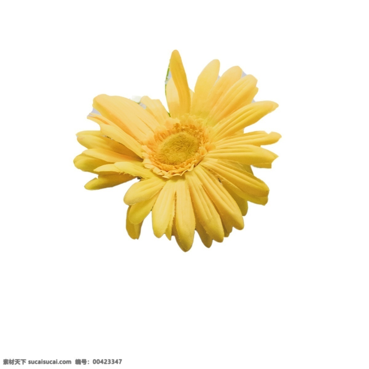 美丽 黄色 花朵 黄色鲜花 粉色花朵 春天鲜花 鲜花装饰 鲜花 实物 卡通 插图 创意卡通下载 png图下载