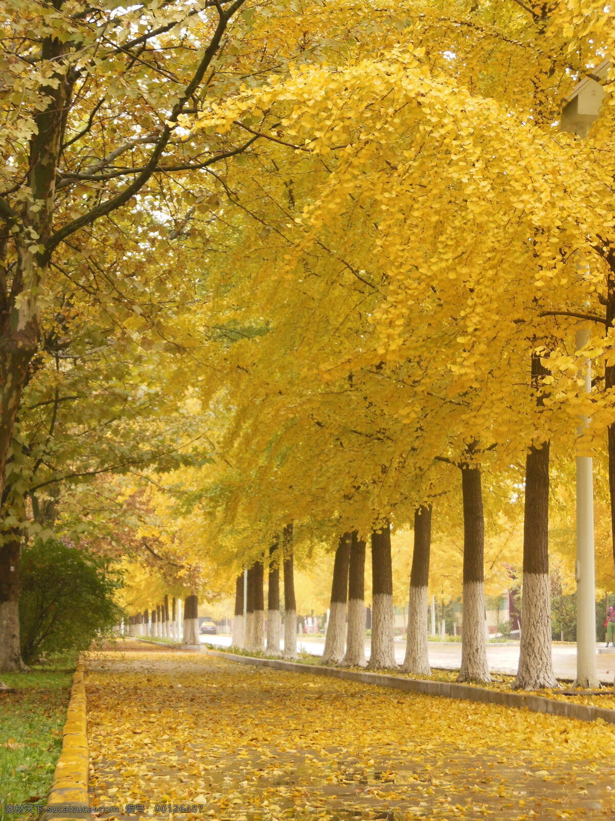 银杏林 银杏树 黄色 秋天 树叶 叶子 秋季 道路 路面 风景 秋景图 树木树叶 生物世界