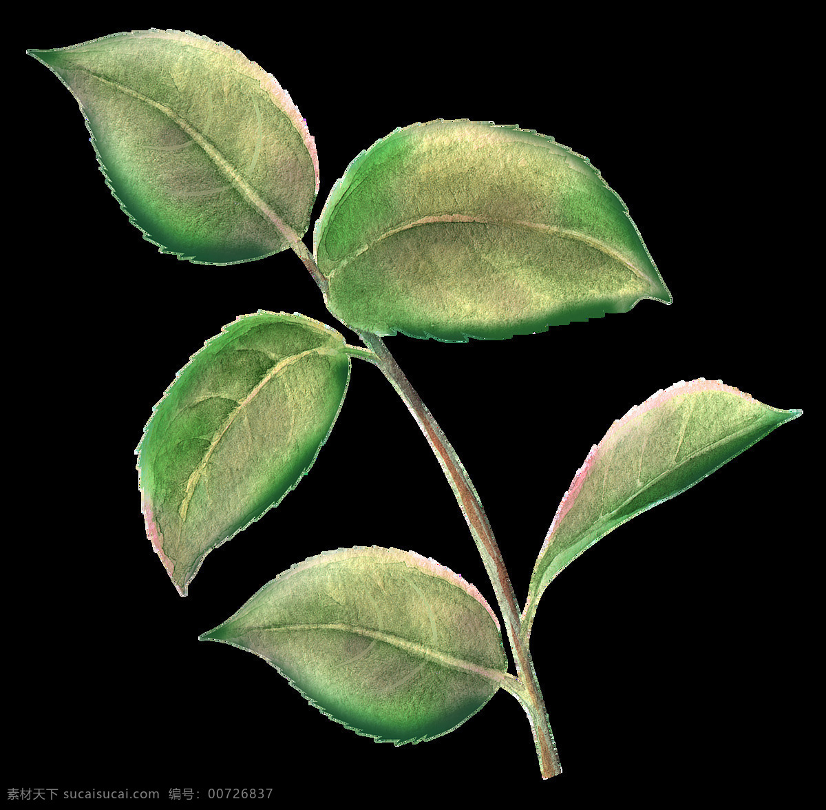 凋落 树叶 卡通 透明 装饰 植物 透明素材 免扣素材 装饰图案