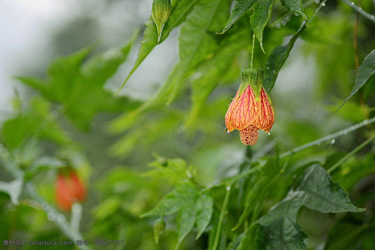 盛开 中 金铃 花