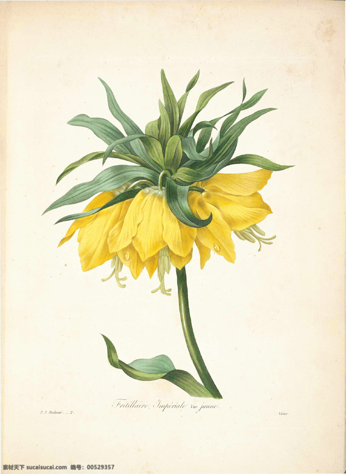 手绘花 雷杜德 植物手绘 图谱 手绘 choix 花卉 花卉圣经 花鸟 绘画书法 文化艺术