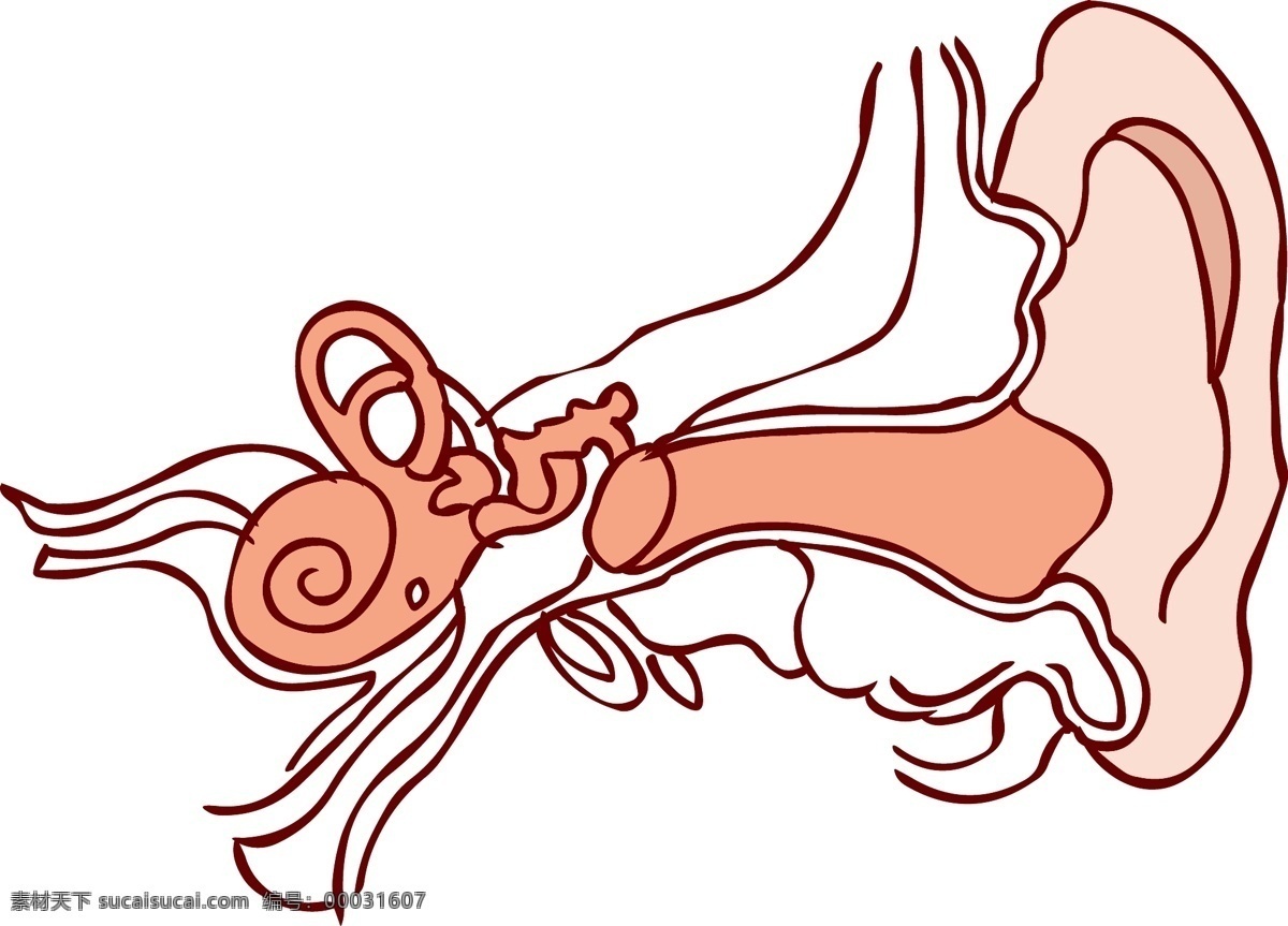手绘 人体 器官 五官 耳朵 线条 结构 线条画 人体五官 耳朵结构 器官结构 手绘器官 人体器官 矢量器官 器官图 眼耳口鼻 脏器 卡通器官
