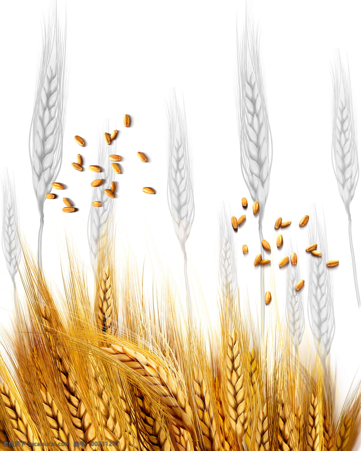 金色麦子 食物 移门 金色 麦子 背景 餐饮美食 生活百科