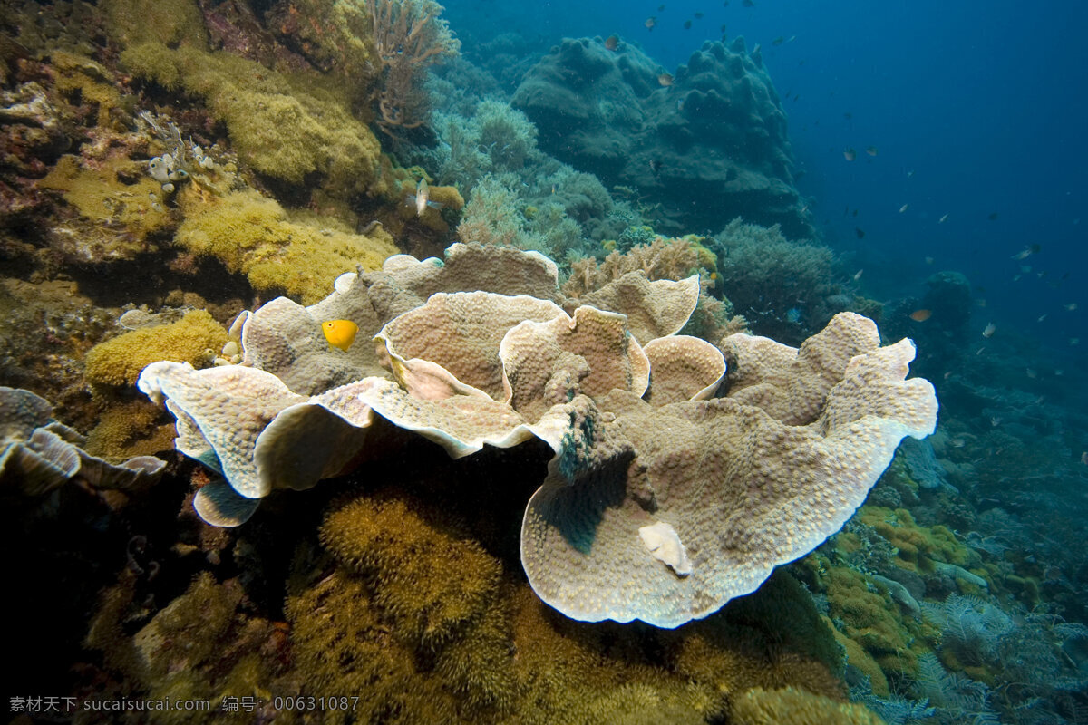 珊瑚礁 特写 海底摄影 海底世界 海底 海洋 大海 海中生物 自然界 珊瑚 大海图片 风景图片