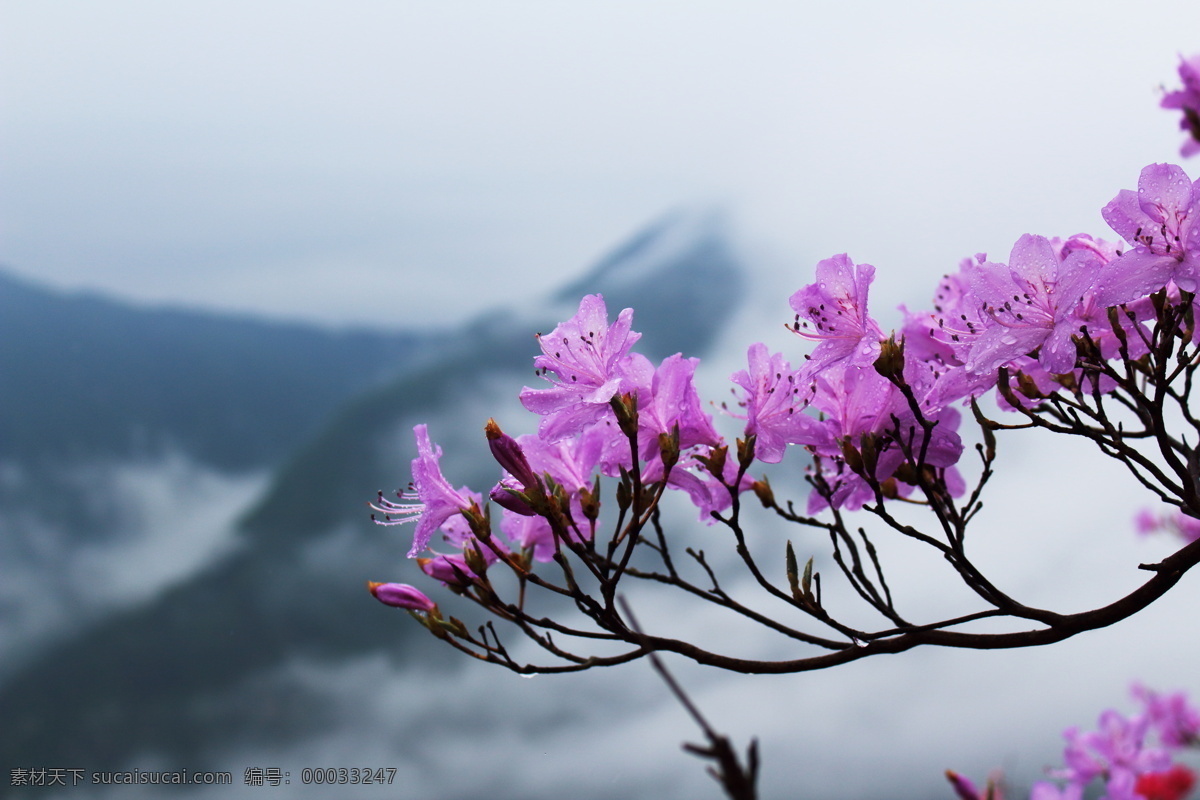 映山红 风景 英山 天马寨 自然景观 山水风景