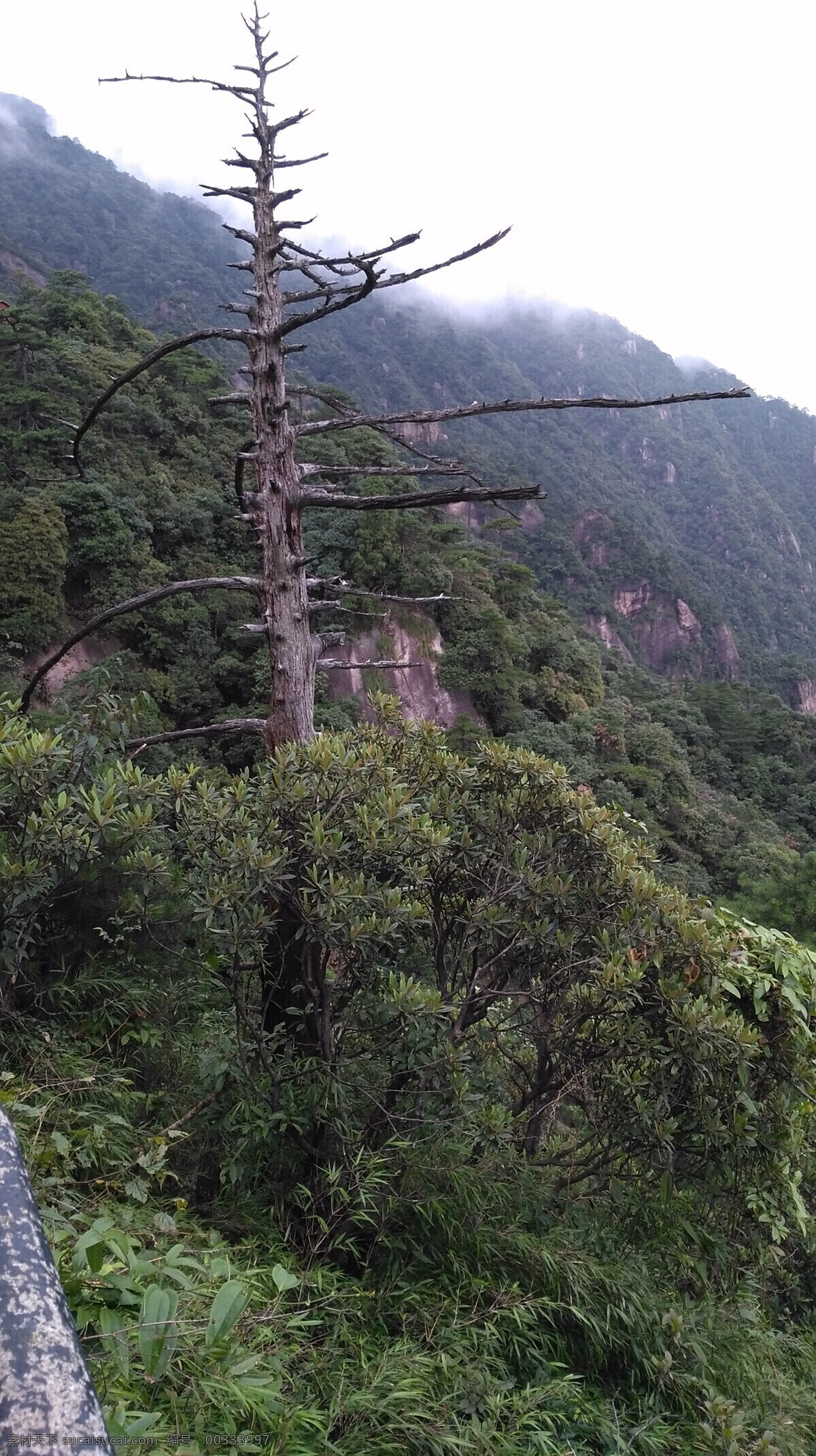 枯树桠 树桠 山景 植物 森林公园 摄影采集 旅游 暑假 旅游摄影 国内旅游