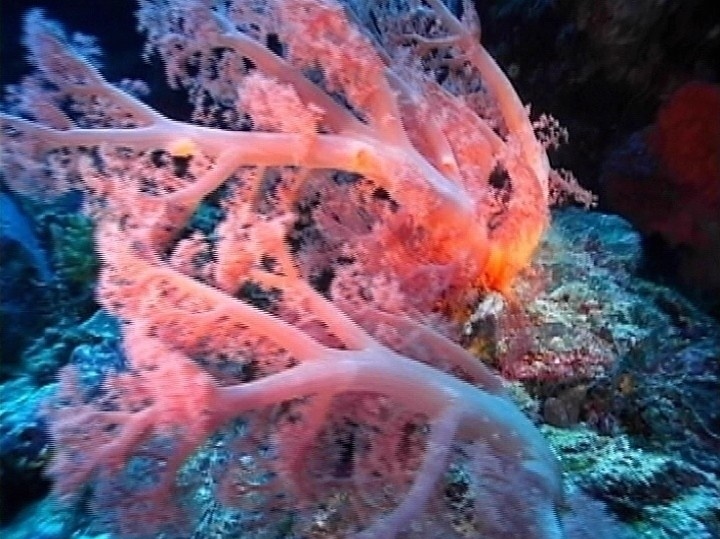 海底世界 实拍 mov 格式 动态 海底 海水 珊瑚 珊瑚礁 鱼类 鱼群 蛙人 海龟 游动的鱼 游动的鱼群 行进拍摄 水母 珊瑚虫 水草 礁石 非线性编辑 多媒体设计 源文件