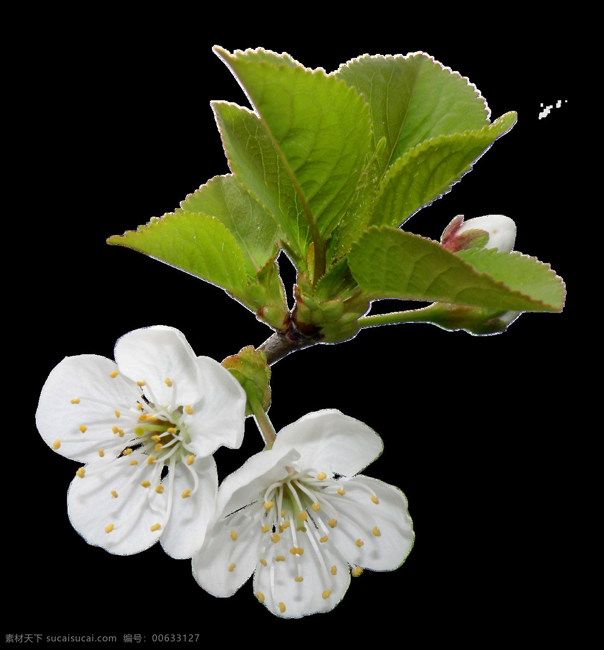 清新 米色 花瓣 樱花 装饰 元素 绿色 清新风格 花草树木 生物世界 白色花瓣 黄色花蕊 装修元素 美丽的樱花 樱花盛开