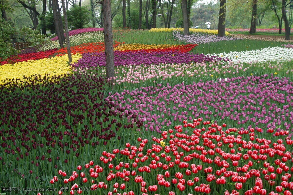 沈阳 世博园 花卉