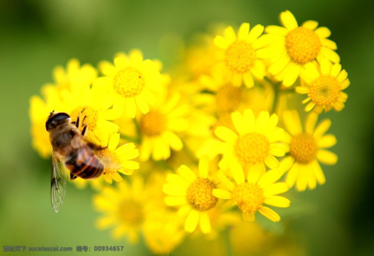采蜜 蜜蜂 昆虫 授粉 春天 生机 生物世界 黄色