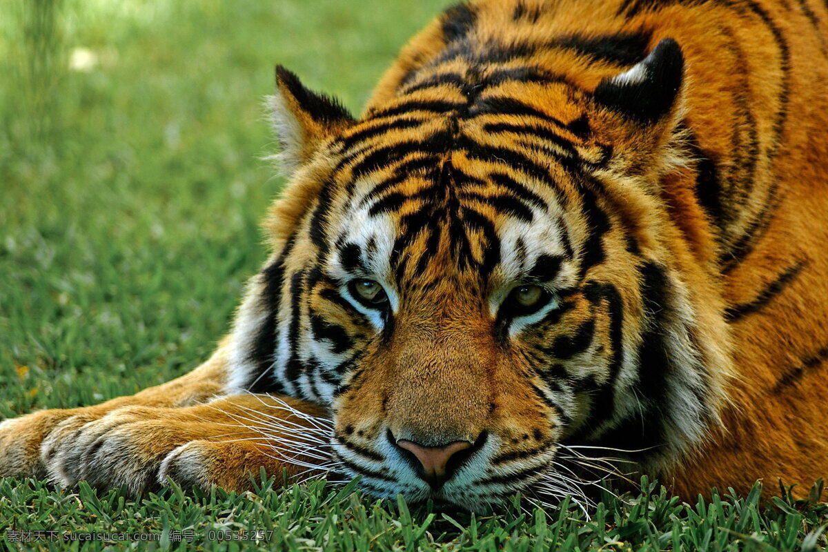 老虎 猛虎 野生动物 猛兽 凶猛 野兽 草地 青草 草坪 保护动物 动物 生物世界 动物世界