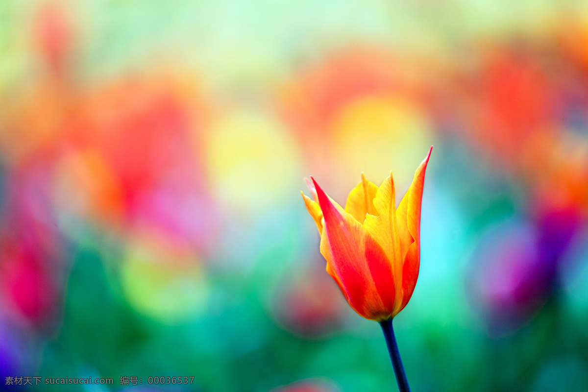 彩色 复古 花朵 背景 花丛 鲜花 其他类别 生活百科