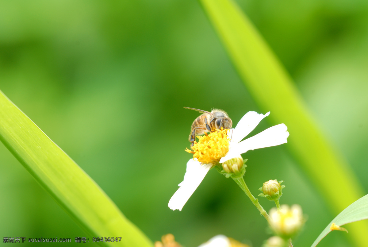 蜜蜂 春天 蜂 花 昆虫 勤劳 生物世界 采蜜 虫子摄影 花粉