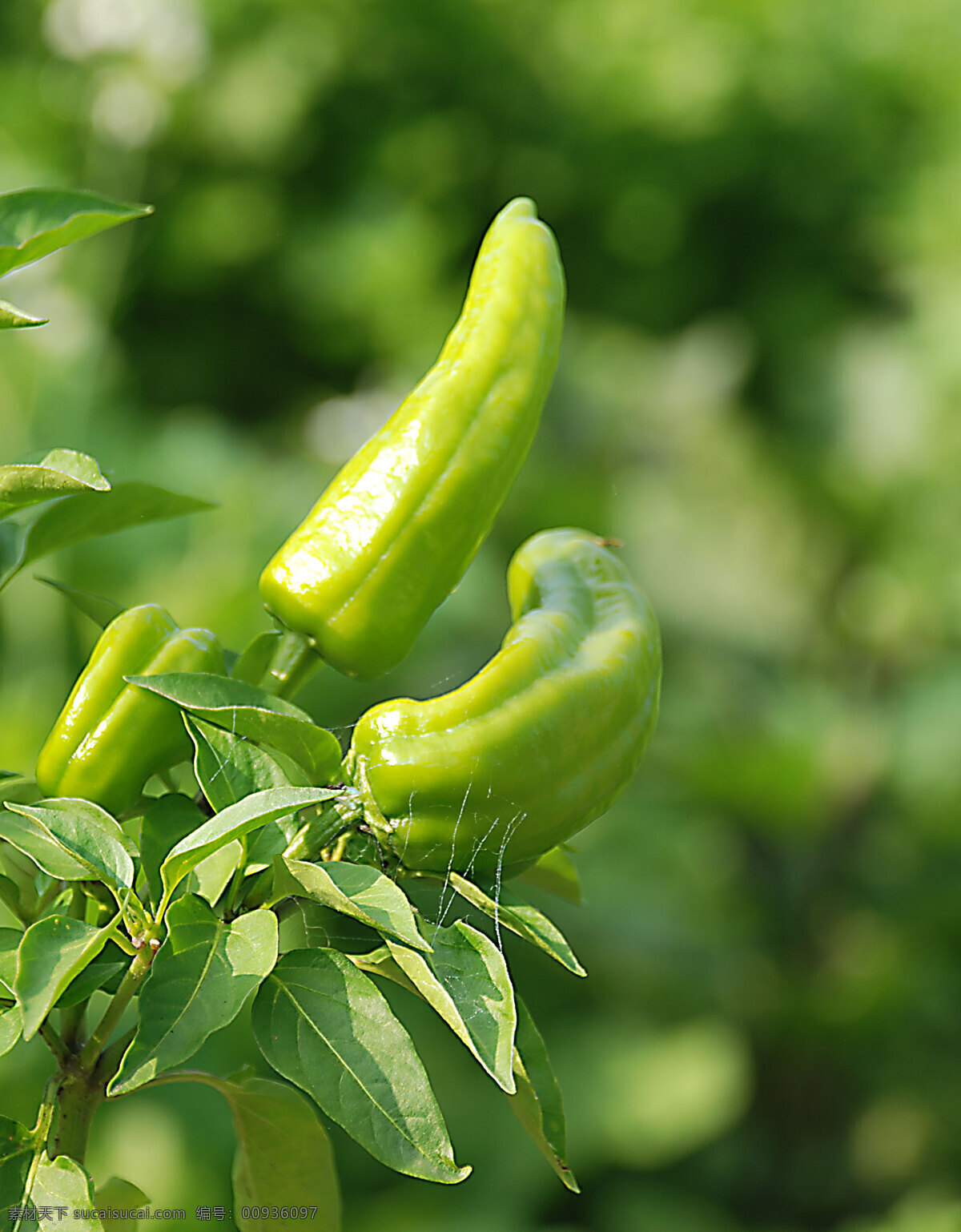 菜园子 尖椒 生物世界 蔬菜 夏天 植物 菜园子尖椒 根河市