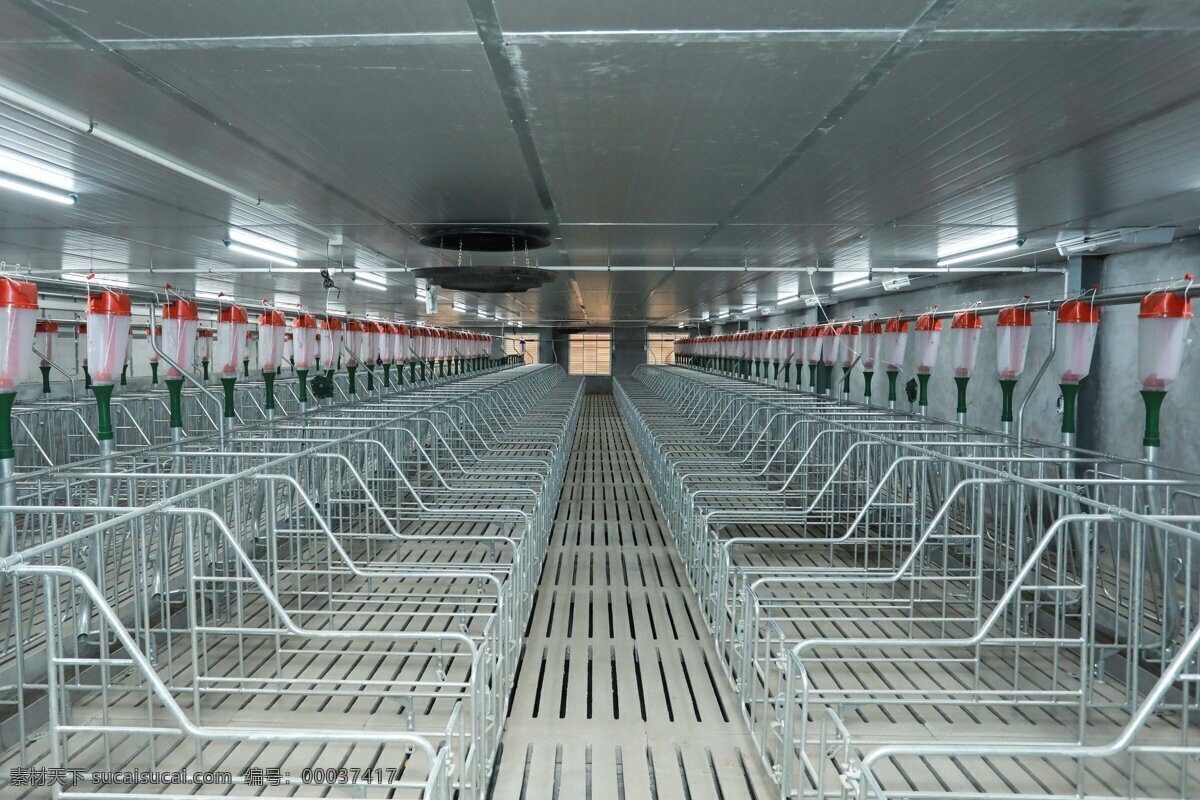 养猪厂图片 专业化猪厂图 现代养猪厂图 新型养猪厂 现代化设备 新猪厂建设图