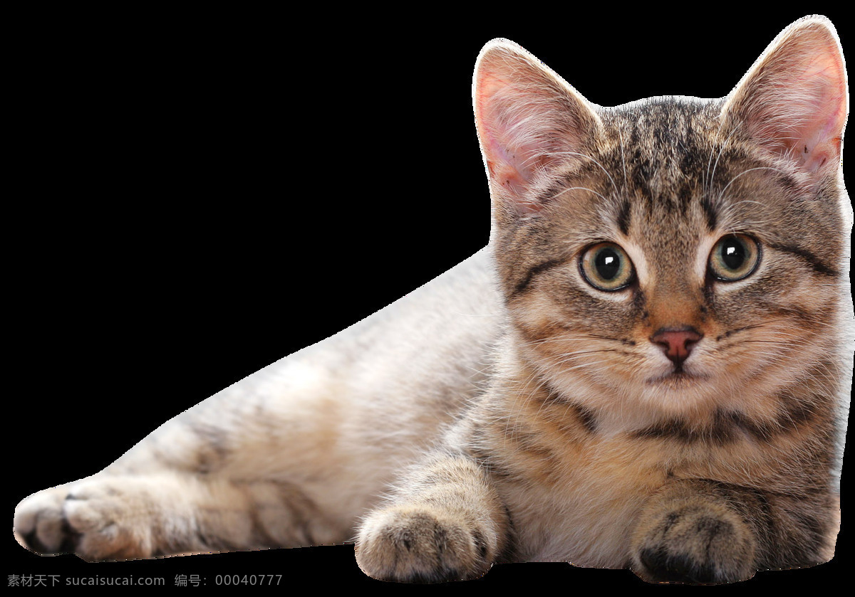 躺 带 条纹 小猫 免 抠 透明 可爱 小 猫咪 可爱躺着的猫 小猫图片高清 小猫图片 猫咪素材 小猫素材