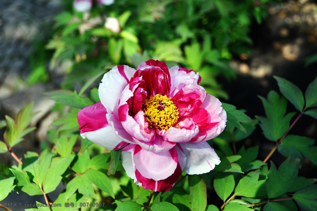 牡丹花 花 红花 盛开 牡丹 花朵 自然景观 自然风景