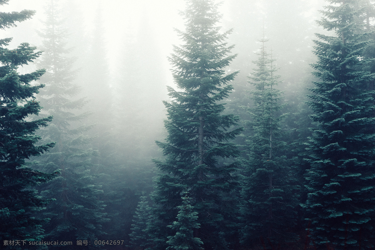 松树 松树林 绿色 墨绿色 雾气
