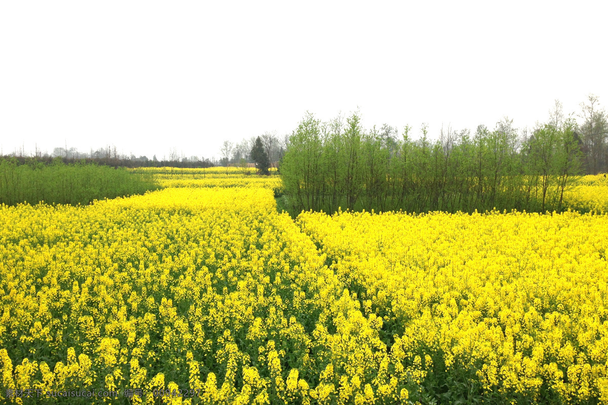 油菜 花田 春天 花草 花海 黄花 生物世界 田地 田野 油菜花田 油菜花 psd源文件