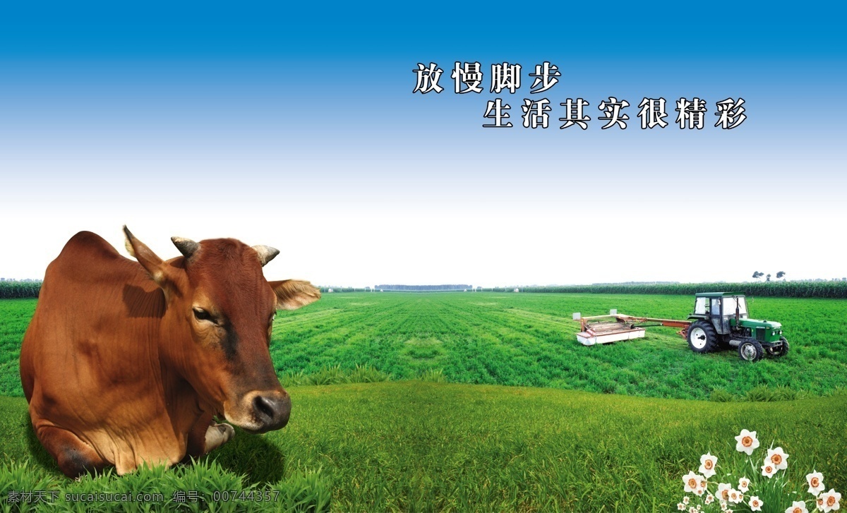 黄牛耕地 黄牛 卧着的黄牛 休息 惬意 农机 耕地 草地 小草 小花 广告设计模板 源文件