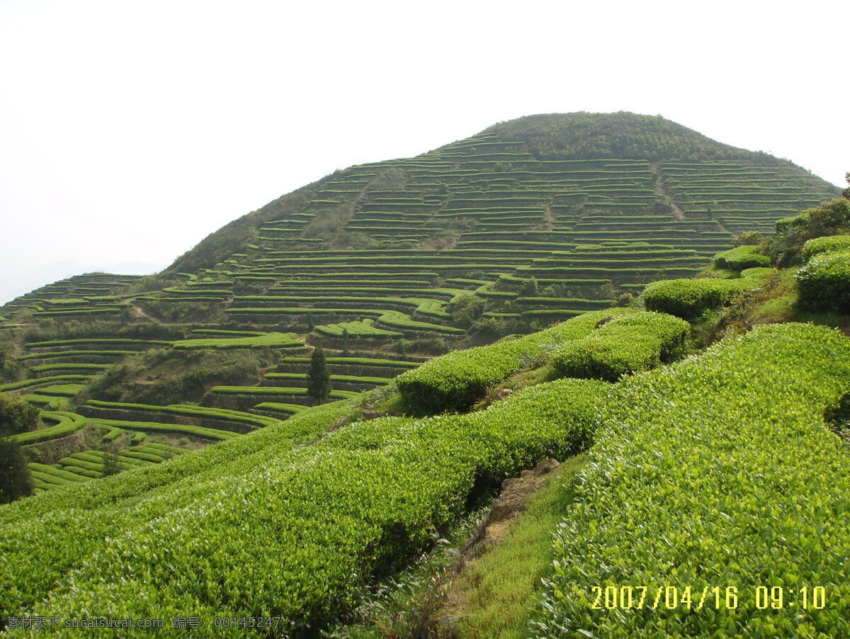 茶园风光 茶园 梯田 山峦 田园风光 自然景观