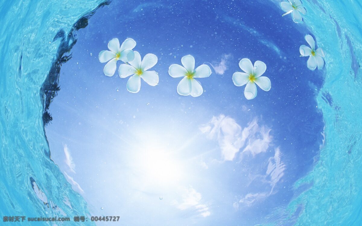 漂浮 水上 花朵 水面 背景图片