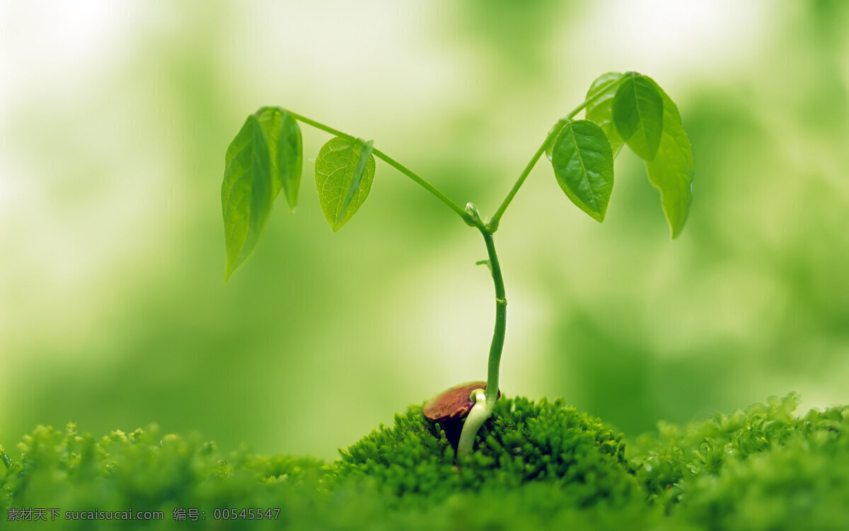 春 春天 春夏秋冬 发芽 广告 大 辞典 力量 绿 绿芽 萌发 萌芽 平面设计素材 设计素材 生命 希望 摄影图 嫩芽 迹象 生机 自然景观 风景 生活 旅游餐饮