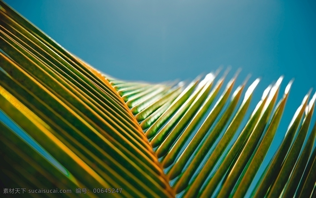 棕榈 椰子树叶 夏天 叶片