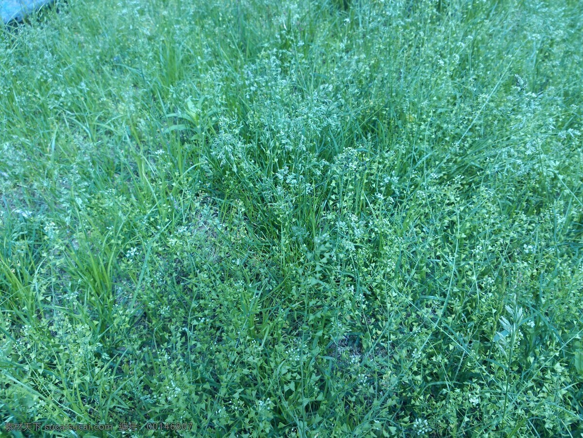 满天星 白色小花 芨芨菜 满天星摄影 芨芨菜摄影 小花 花草 生物世界