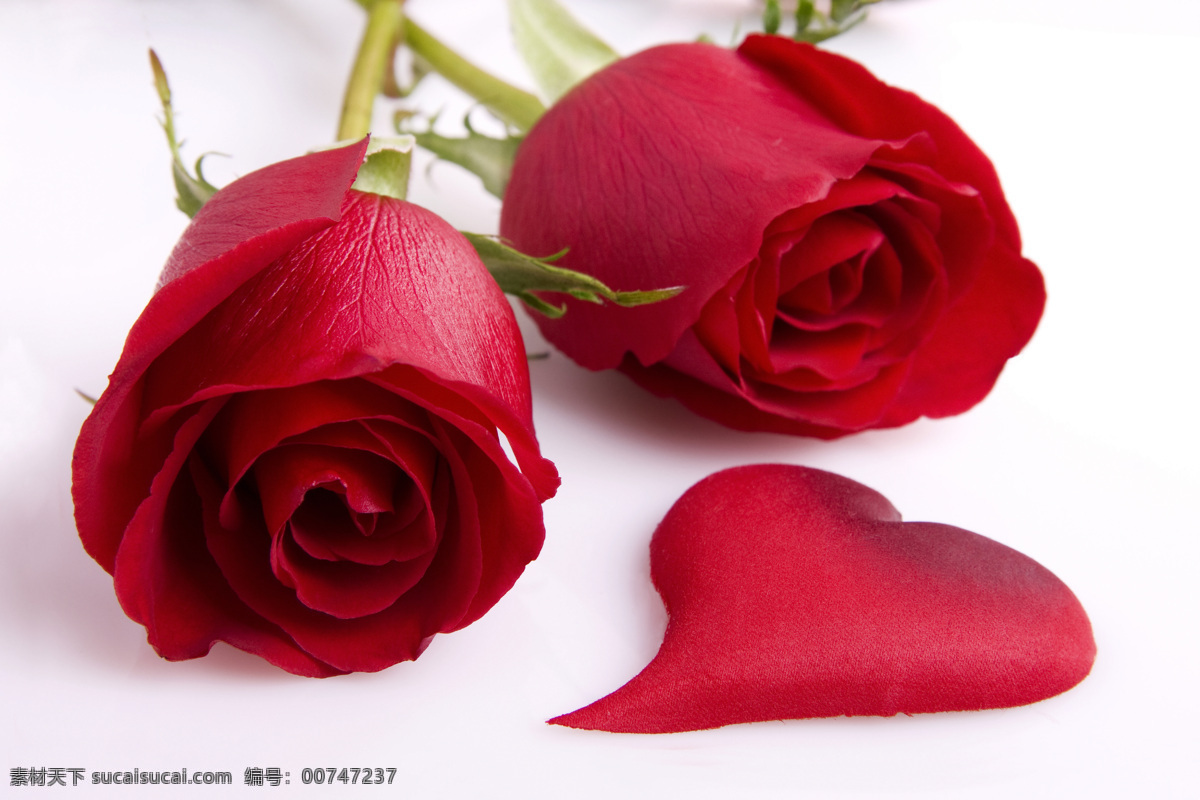 玫瑰 花束 玫瑰花 花朵 情人节 爱情 玫瑰花束 红色玫瑰花 鲜花 美丽的玫瑰花 花瓣 玫瑰花图片 排成 心形 其他类别 生活百科