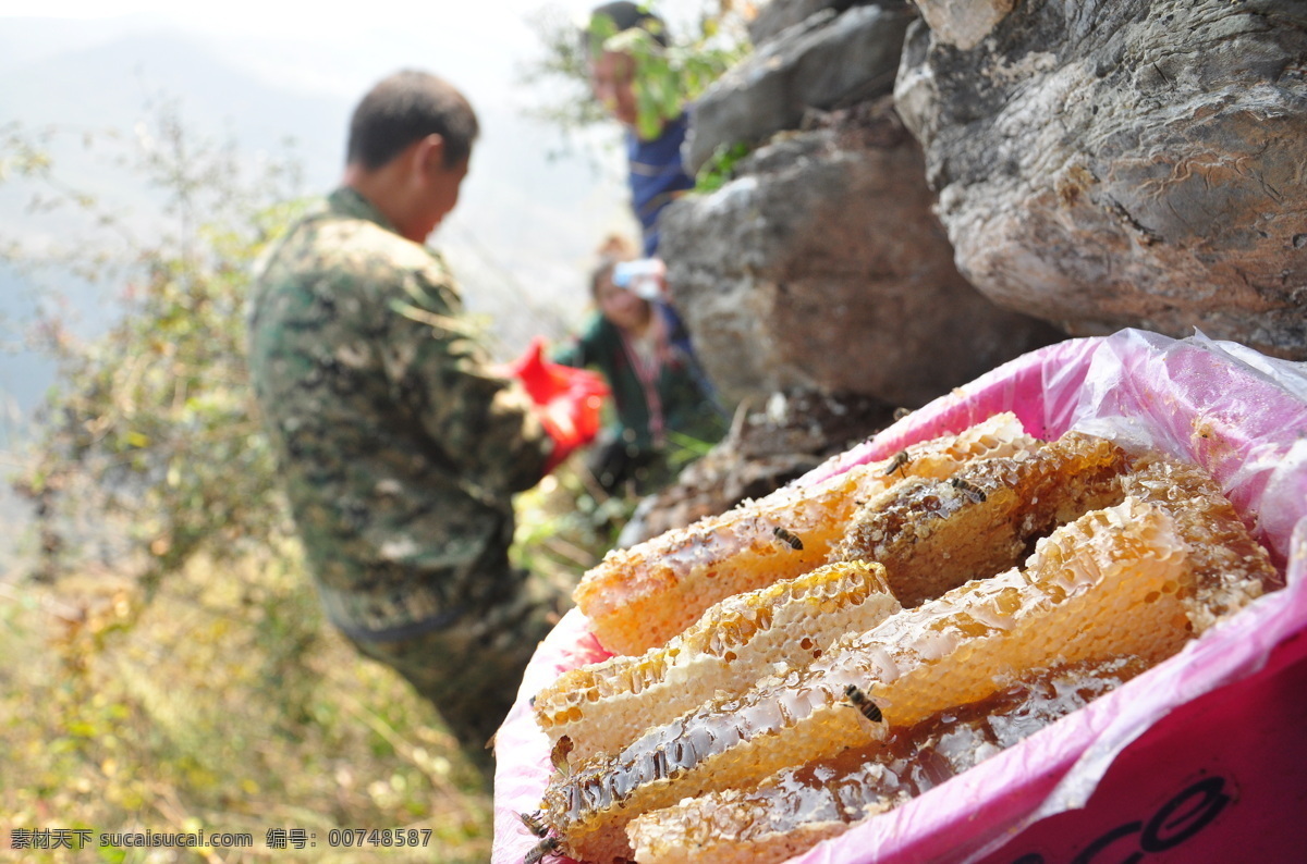 蜂糖 白蜜 食蜜 百花精 野生蜂蜜 餐饮美食