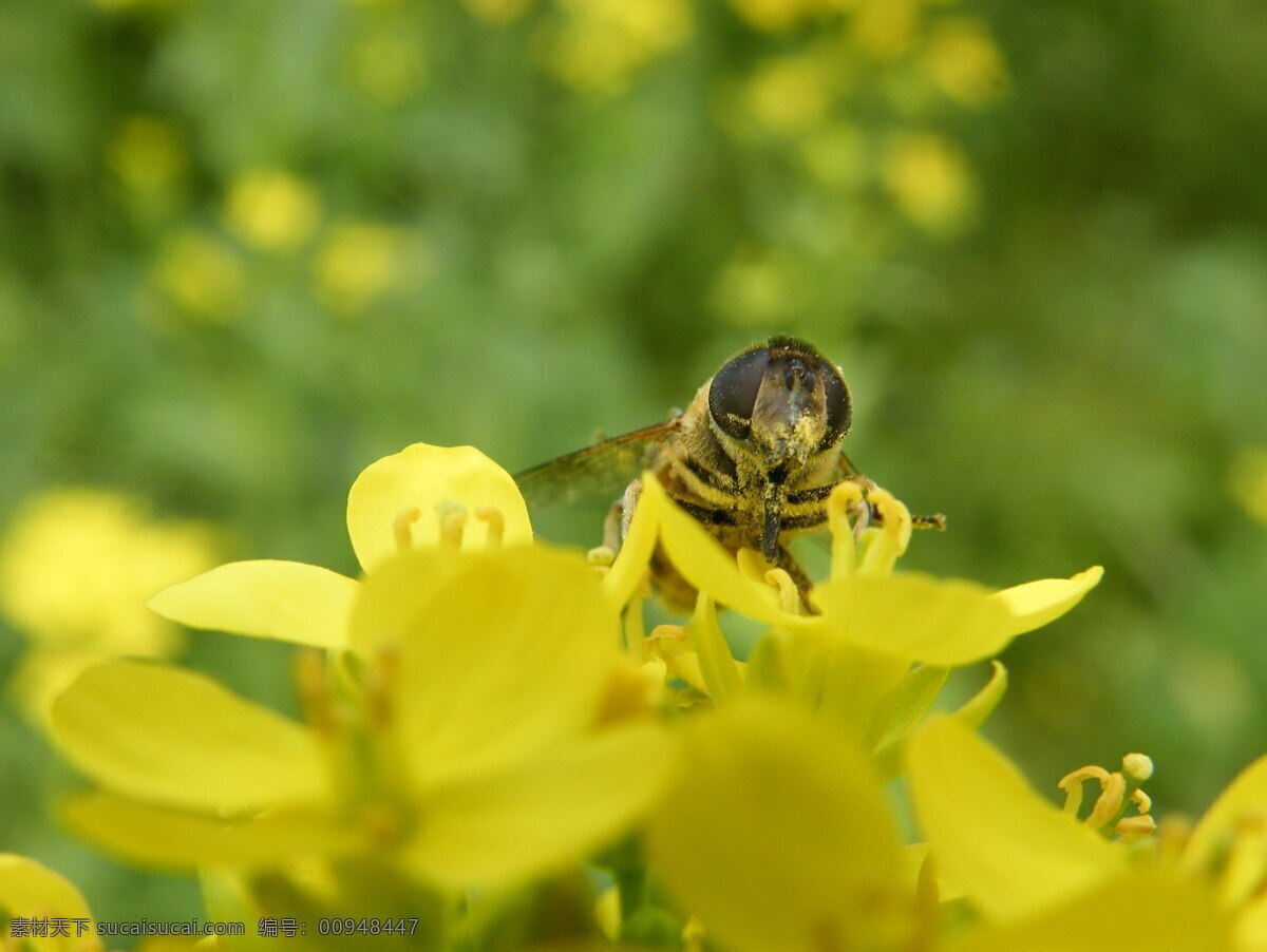 蜜蜂 采 蜜 花 昆虫 劳动 蜜蜂采蜜 生物世界 采蜜 美