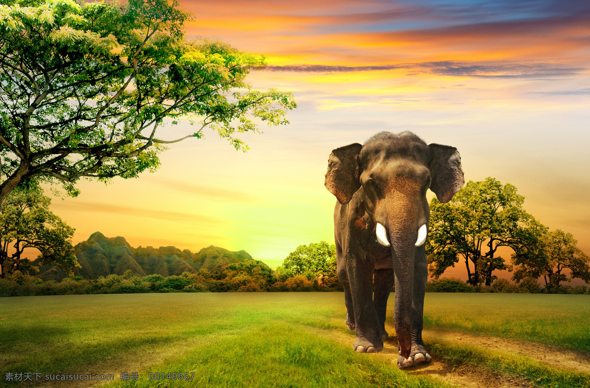 大象 草原 大树 草地 非洲象 亚洲象 阳光 天空 日出 夕阳 树林 森林 大草原 绿色 自然 动物摄影 生物世界 野生动物