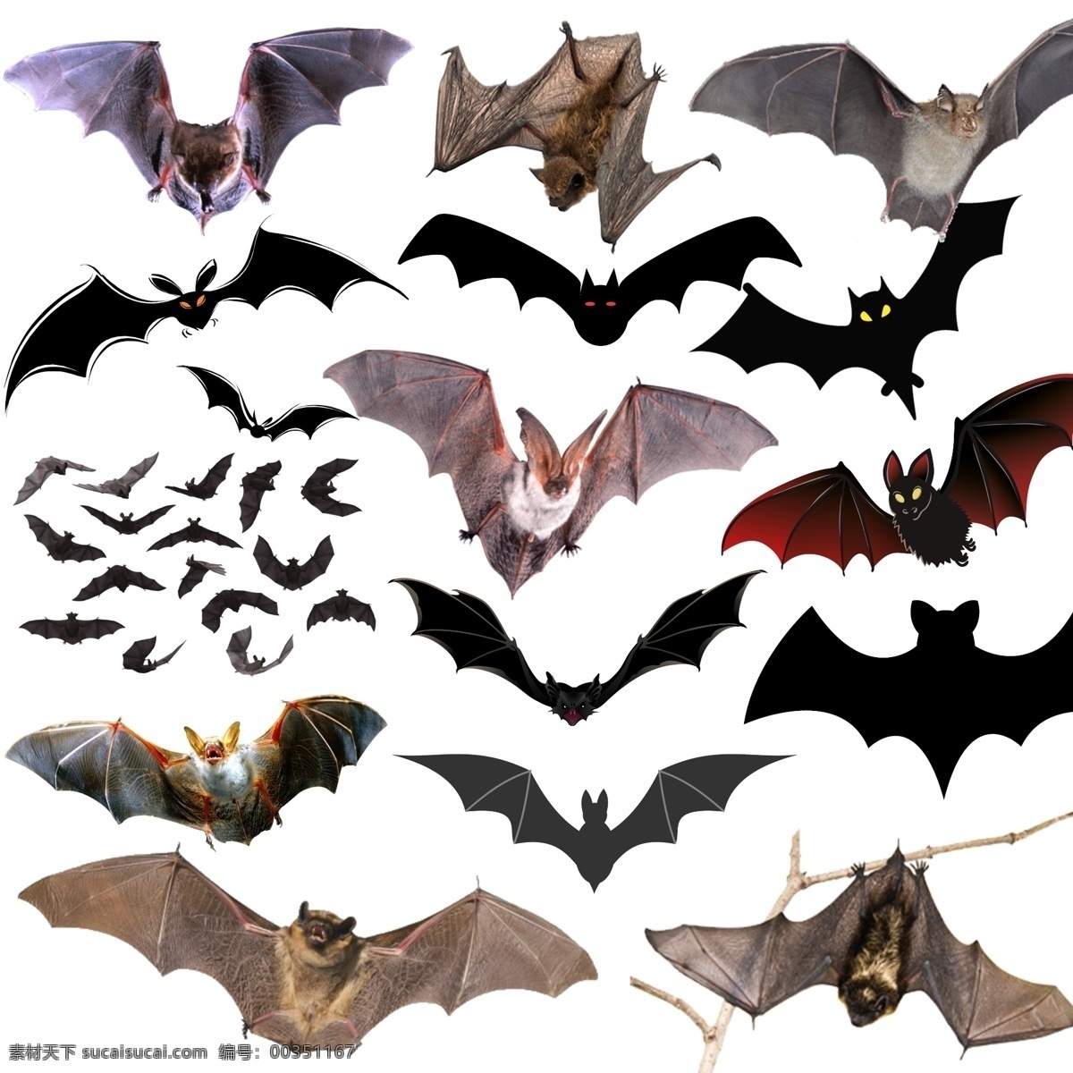 蝙蝠 免 扣 免扣 psd素材 透明底蝙蝠 生物世界 野生动物