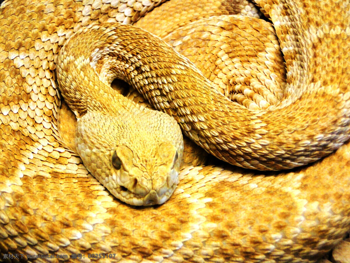 黄金大蟒蛇 野生动物 国家保护动物 爬行动物 黄金蟒 蛇 陆地动物 生物世界 黄色