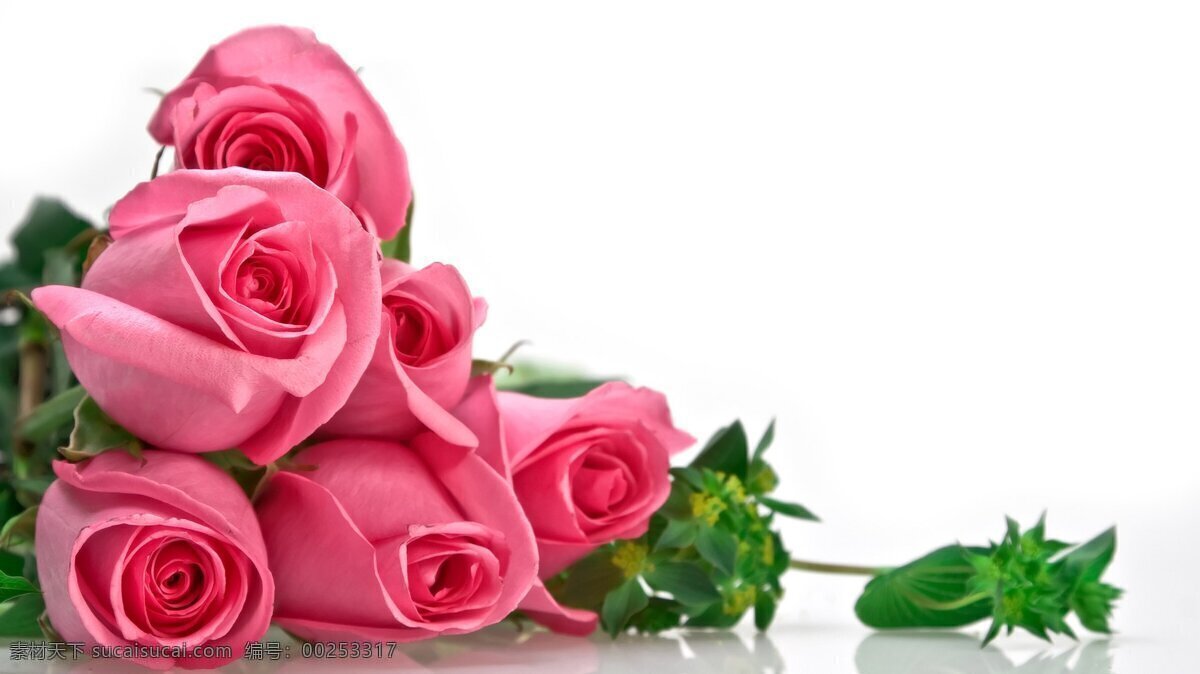 粉色 玫瑰花 高清 花朵 花卉 花枝 花瓣 情人节