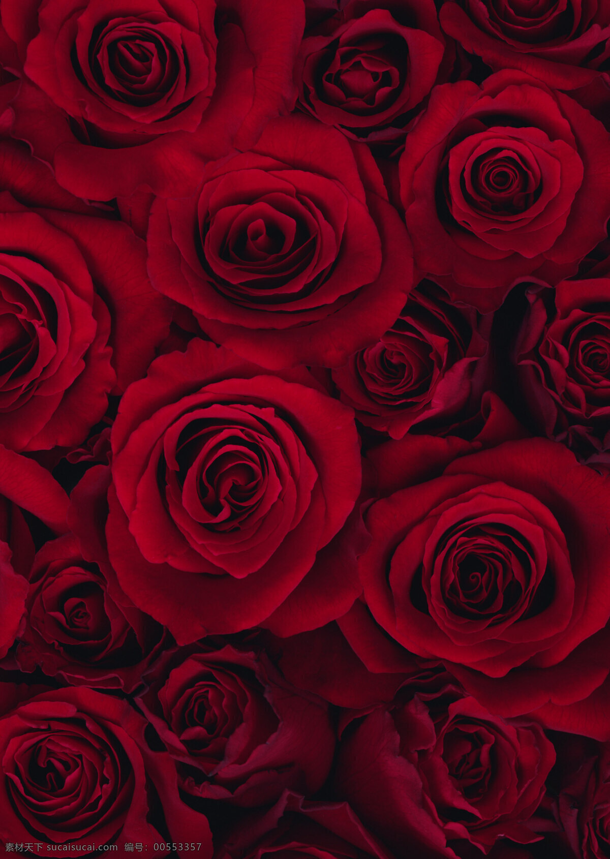 红色玫瑰背景 鲜花 花卉 花朵 背景 红色 浪漫 玫瑰 玫瑰花 花草 生物世界